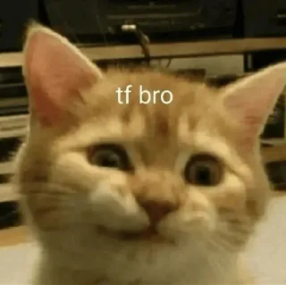 🤨 tf bro Katze, Meme, Lustig, tf bro, Orange Katze, Haustier, Tier, Ausdruck telegram sticker