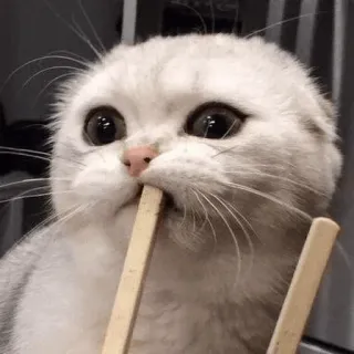🙄 Katze, Kätzchen, Tier, Haustier, süß, Essstäbchen telegram sticker