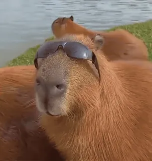 😎 capivara, óculos de sol, animal, roedor, legal, fofo telegram sticker