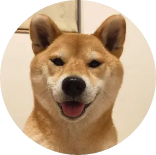 🤑 pies, shiba inu, zwierzę domowe, zwierzę, słodki, szczęśliwy telegram sticker