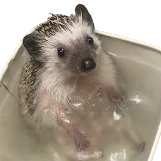 😢 hedgehog, animal, cute, bath, mammal, pet telegram sticker