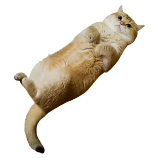 🤗 cat, animal, pet, domestic animal, laying cat, tan cat, cute, belly telegram sticker
