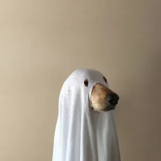 👻 Hund, Geist, Kostüm, Halloween, Haustier, Tier whatsapp sticker