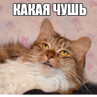 😤 КАКАЯ ЧУШЬ gato, gracioso, meme, ruso, tierno telegram sticker