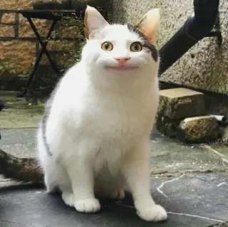 🐈 고양이, 동물, 애완동물, 흰 고양이, 집고양이, 고양이과, 포유류 telegram sticker
