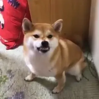 😡 Hund, Shiba Inu, wütend, Zähne, knurren, Tier, Haustier telegram sticker