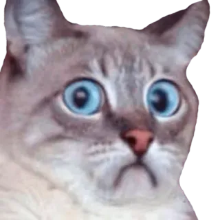 😳 cat, shocked, meme, animal, cute telegram sticker