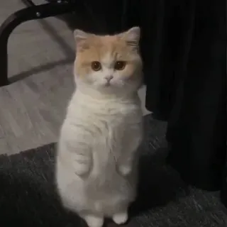 😳 cat, cute, standing, adorable, animal, domestic, feline telegram sticker