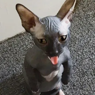 😛 gatto, sphynx, senza pelo, animale, animale domestico telegram sticker