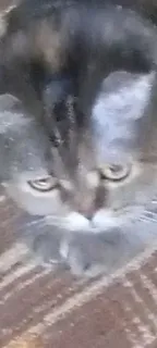 😐 gato, animal, animal de estimação, animal doméstico telegram sticker