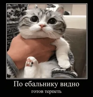 🤕 По ебальнику видно готов терпеть gato, meme, russo, ofensivo, animal, engraçado telegram sticker