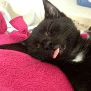 ⚰️ 고양이, 검은 고양이, 자는, 동물, 애완동물, 혀 telegram sticker