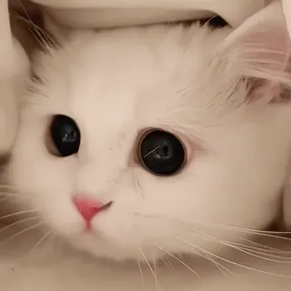 😻 mèo, động vật, trắng, dễ thương, thú cưng telegram sticker