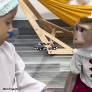 🐵 ты чо нахуй попутал чота? mono, niño, ruso, lenguaje ofensivo, humor whatsapp sticker