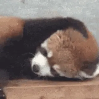 💤 panda rosso, dormire, carino, animale, rilassato telegram sticker