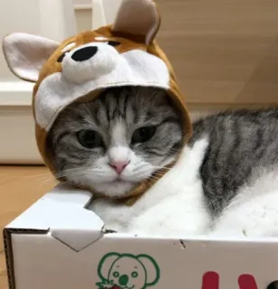 😔 cat, kitten, box, cute, animal, pet whatsapp sticker