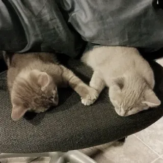 🐒 gatos, gatitos, durmiendo, lindo, animales, mascotas telegram sticker