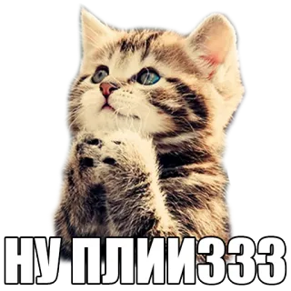🙏 НУ. ПЛИИИЗЗЗ gato, lindo, rogando, ruso, gatito, suplicante whatsapp sticker