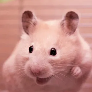 🤏 hamster, pet, animal, rodent telegram sticker