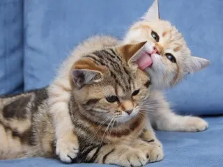❤️ kätzchen, katzen, tiere, haustier, süß, häuslich, getigert telegram sticker