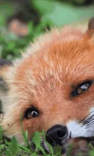 🤩 zorro, animal, fauna, naturaleza, lindo, hierba telegram sticker