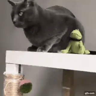 😡 gatto, gatto grigio, animale, animale domestico, animale domestico, giocattolo verde, giocattolo, gatto e giocattolo telegram sticker