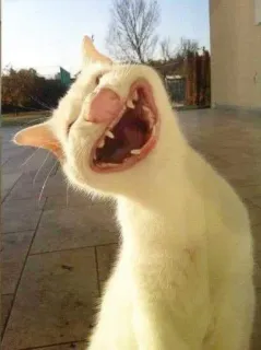🎃 gato, animal, animal de estimação, bocejo, boca aberta, gato branco whatsapp sticker