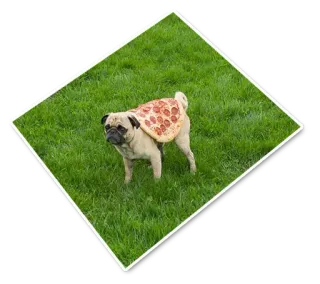 🌱 mops, pies, pizza, jedzenie, zwierzę, zwierzak telegram sticker