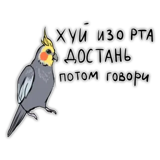 😀 ХУЙ ИЗО РТА ДОСТАНЬ ПОТОМ ГОВОРИ beleidigend, papagei, nymphensittich, russisch, schimpfwörter, verunglimpfend whatsapp sticker