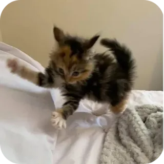 🌟 gatinho, gato, animal, fofo, brincalhão, animal doméstico telegram sticker