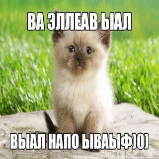 😳 ВА ЭЛЛЕАВ БЫАЛ
ВЫАЛ НАПО БЫВАЫФЮ) gato, gatito, meme, animal, divertido, lindo telegram sticker