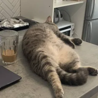 🐭 cat, sleeping, animal, pet, domestic cat, tabby, lazy whatsapp sticker