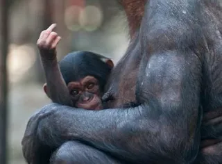 🖕 macaco, dedo do meio, ofensivo, animal, primata, rude, primata telegram sticker