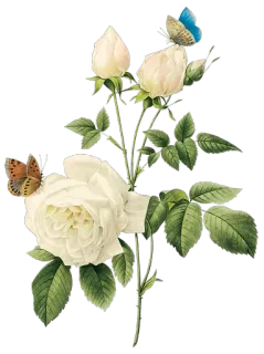 🌺 Blumen, Rosen, Schmetterlinge, Natur, Blumenmuster, Pflanze whatsapp sticker
