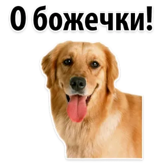 😌 О божечки! dog, golden retriever, pet, cute, animal, sticker telegram sticker