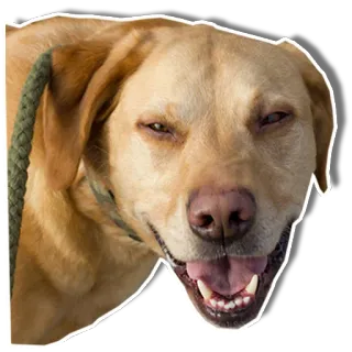 ☺️ chien, labrador, labrador jaune, animal de compagnie, animal, souriant telegram sticker