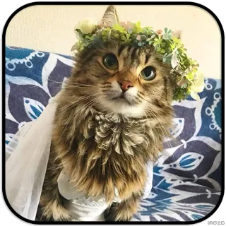 👸 chat, couronne de fleurs, mariage, animal de compagnie, mignon, animal whatsapp sticker
