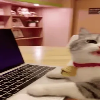 😼 gato, laptop, computador, animal de estimação, animal, digitando telegram sticker
