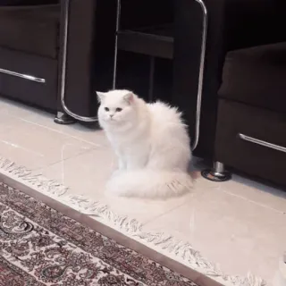 ✨ 猫, 白猫, 波斯猫, 动物, 宠物, 毛茸茸, 家猫 whatsapp sticker