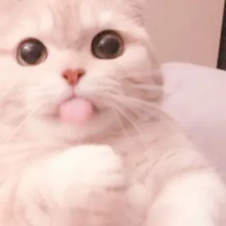 🐈 kot, słodki, zwierzę, zwierzak, kociak, śmieszny, język telegram sticker