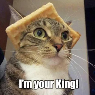 👑 I'm your King! gato, rey, animal, gracioso, lindo, meme telegram sticker