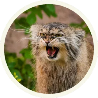 😡 кот, животное, дикая природа, манул, злой, млекопитающее, кошачий telegram sticker