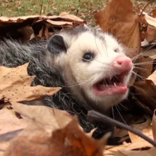 opossum telegram stickers