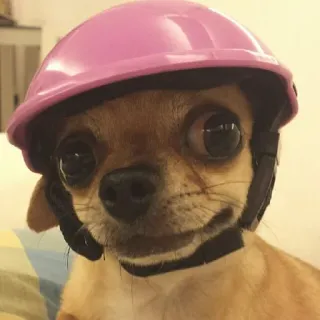 😳 개, 헬멧, 분홍색, 치와와, 애완동물, 동물, 귀여운 telegram sticker