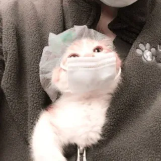 🌷 kat, kitten, masker, operatiemuts, dier, huisdier, schattig telegram sticker