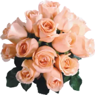 🌸 hoa, hoa hồng, bó hoa, quả đào, hoa telegram sticker