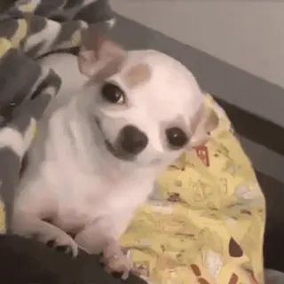 🙃 chien, chihuahua, mignon, animal, animal de compagnie, mammifère whatsapp sticker