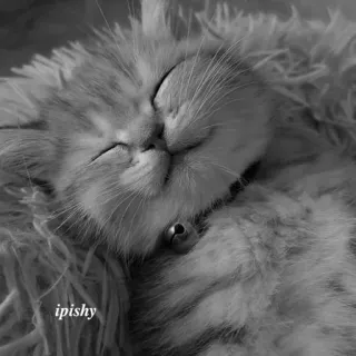 🕸 ipishy 猫, 小猫, 困, 动物, 可爱, 宠物, 家畜 telegram sticker
