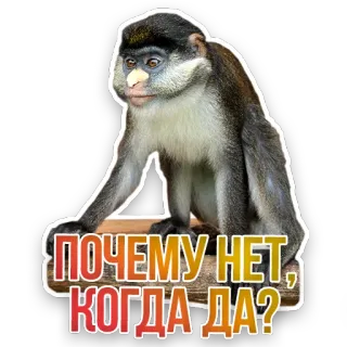 🐒 ПОЧЕМУ НЕТ, КОГДА ДА? monkey, russian, question, humor, meme telegram sticker