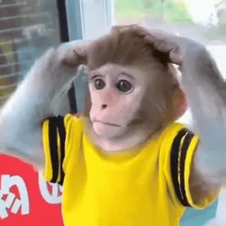 🤩 monkey, animal, cute, confused, meme, primate, yellow shirt whatsapp sticker